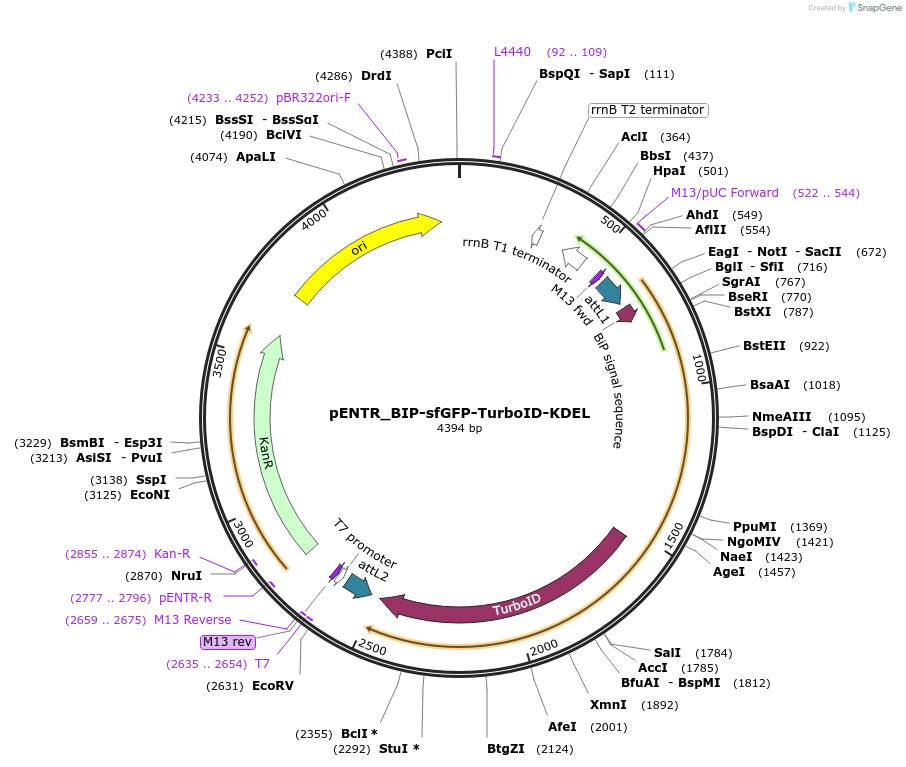 240223-plasmid-map-sequence-id-477848