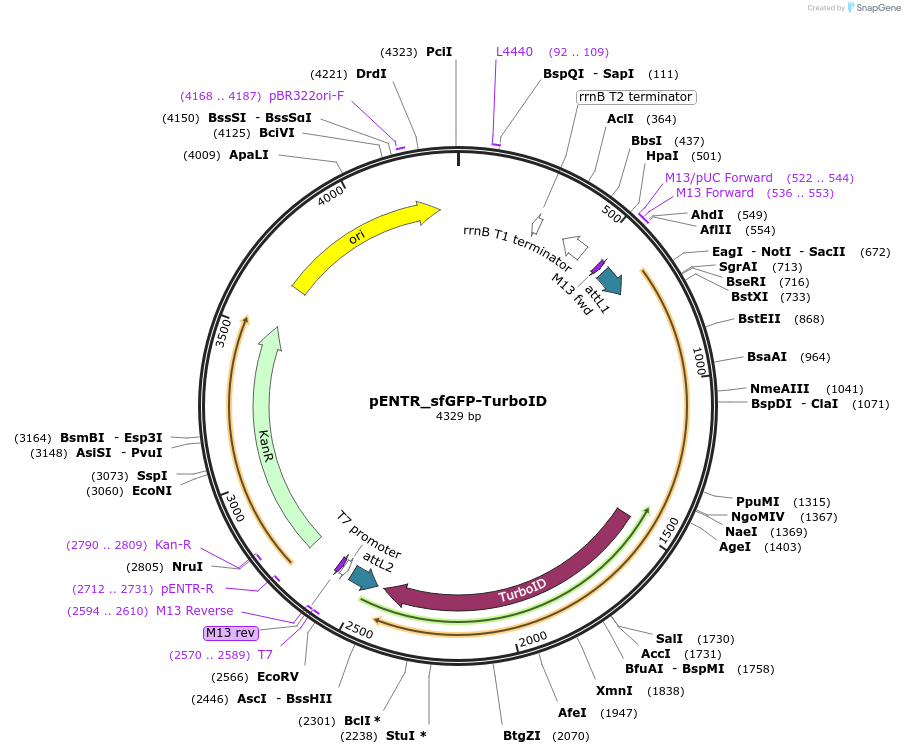 240226-plasmid-map-sequence-id-477851