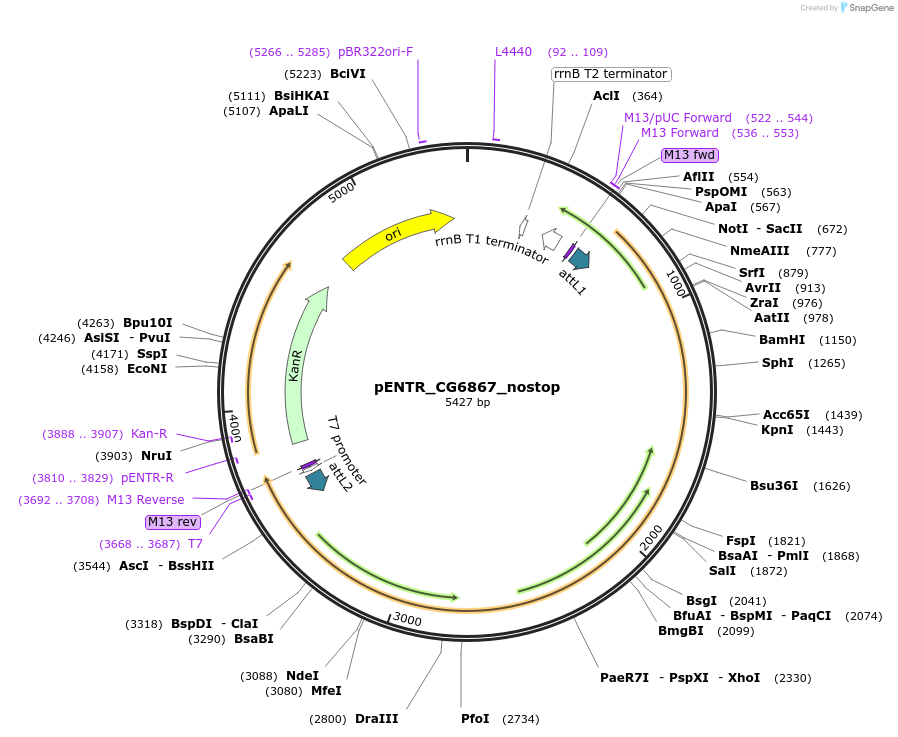 240238-plasmid-map-sequence-id-477852