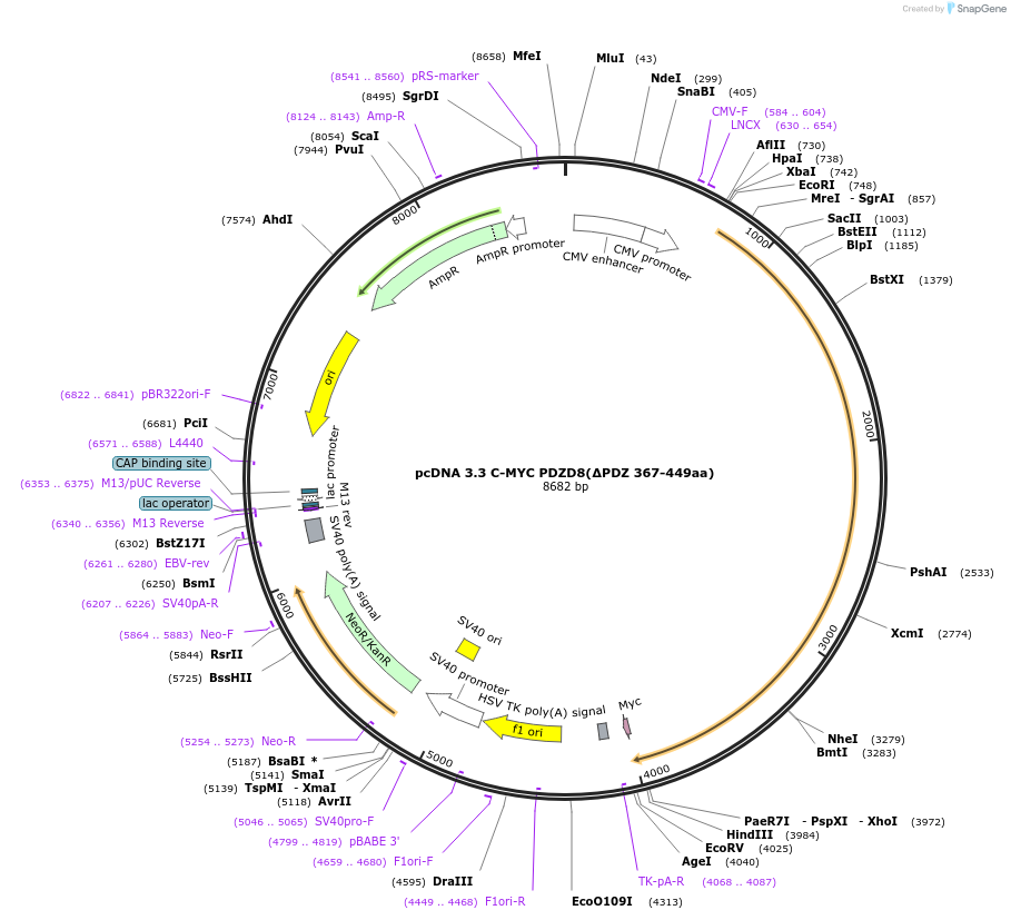 227871-plasmid-map-sequence-id-477867