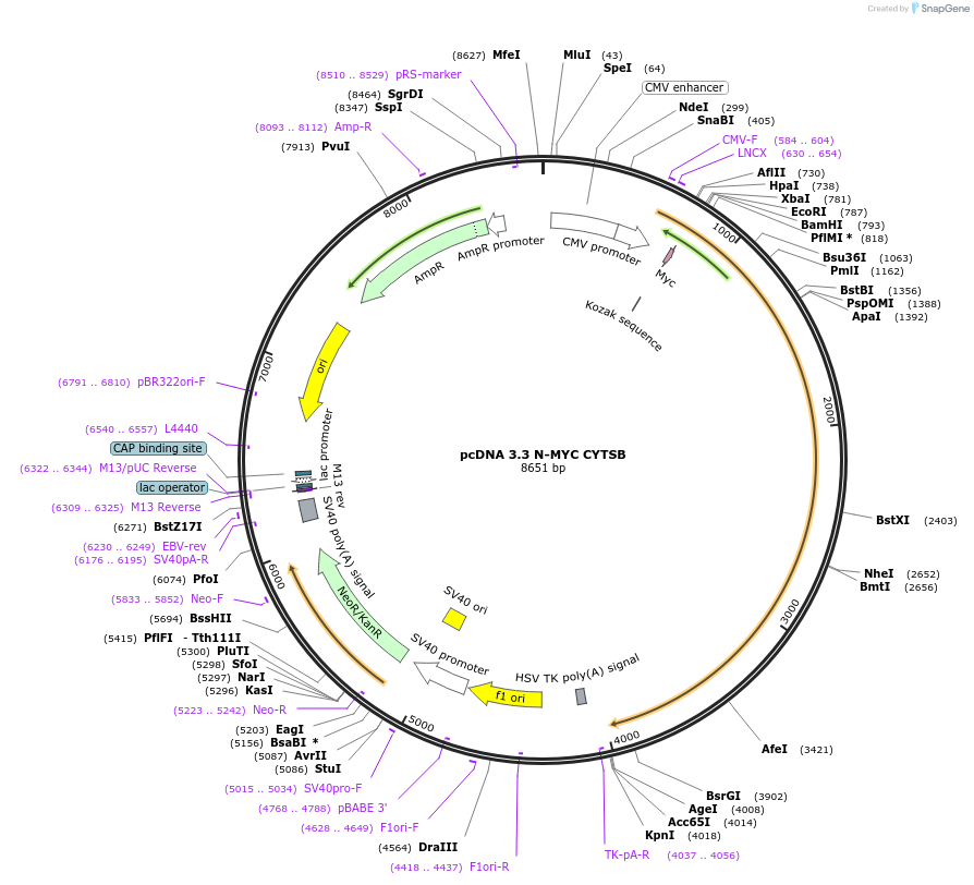 227874-plasmid-map-sequence-id-477868