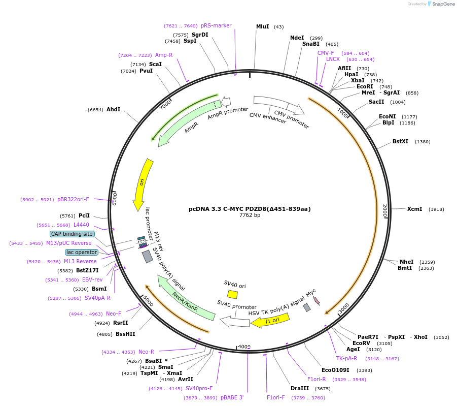 227872-plasmid-map-sequence-id-477869