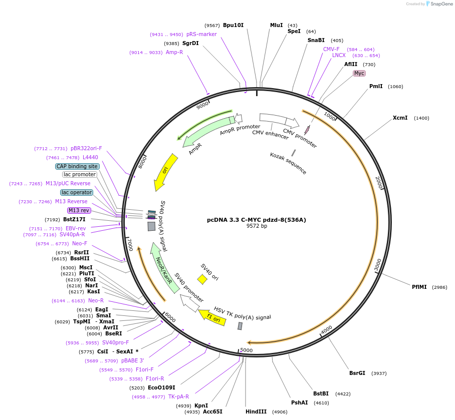 227885-plasmid-map-sequence-id-477870