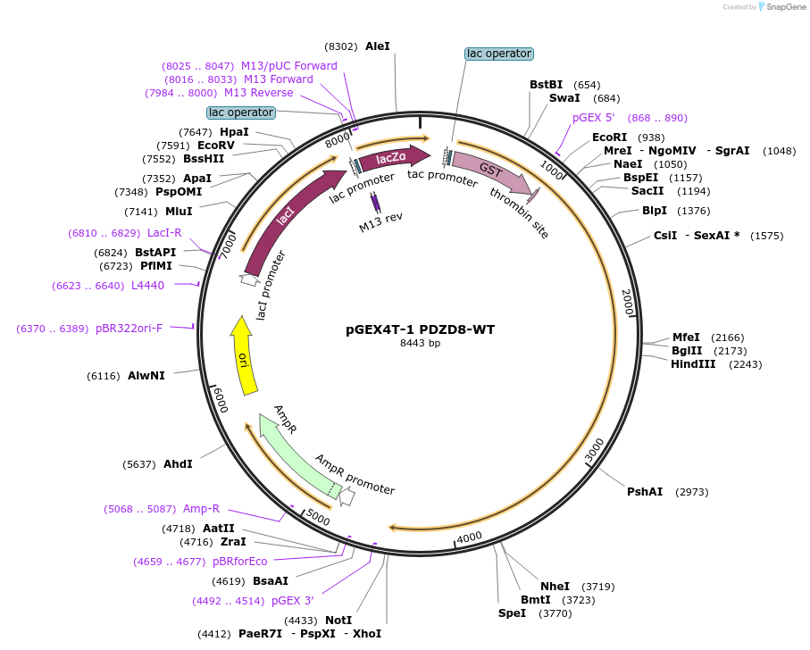 227849-plasmid-map-sequence-id-477871