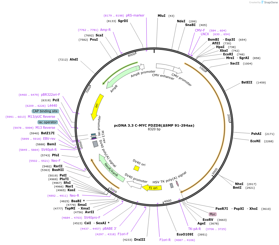 227870-plasmid-map-sequence-id-477873