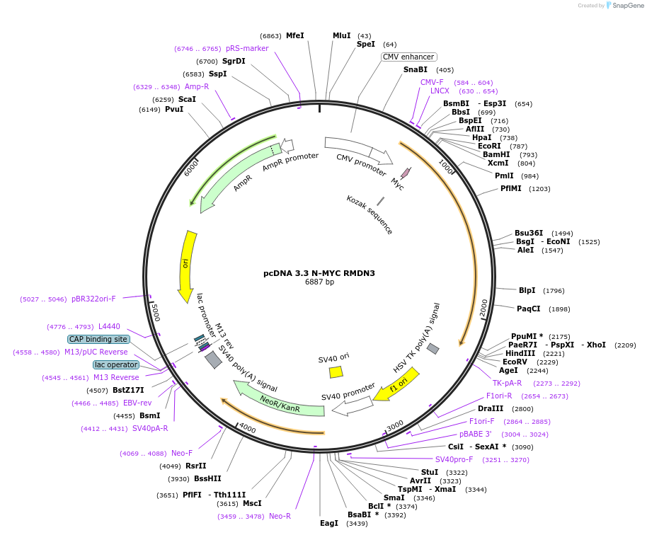 227878-plasmid-map-sequence-id-477874