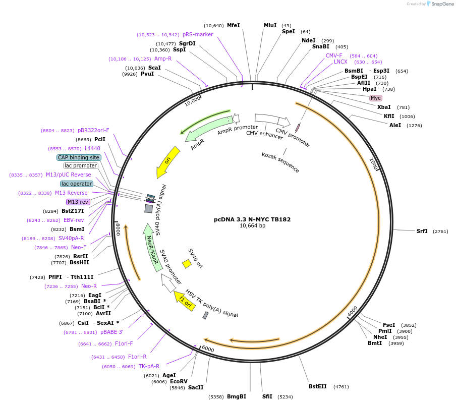 227882-plasmid-map-sequence-id-477876