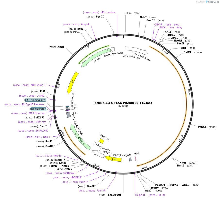227859-plasmid-map-sequence-id-477877