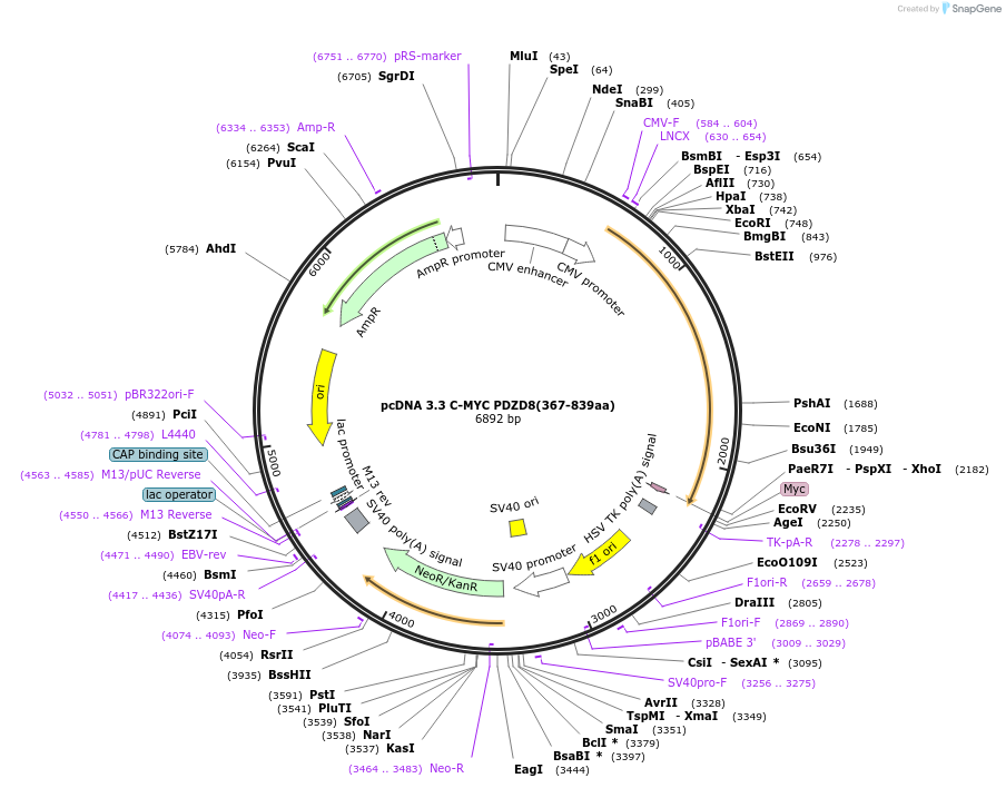 227867-plasmid-map-sequence-id-477878