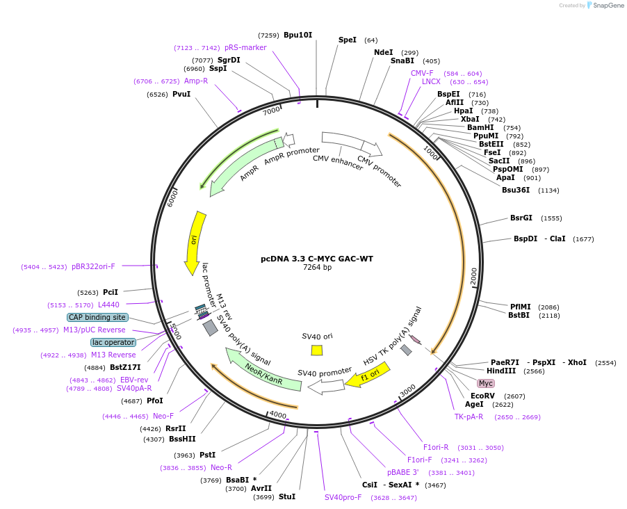 227841-plasmid-map-sequence-id-477879