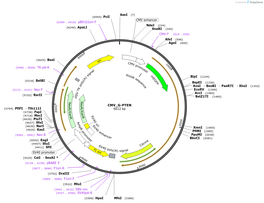 227432-plasmid-map-sequence-id-477882