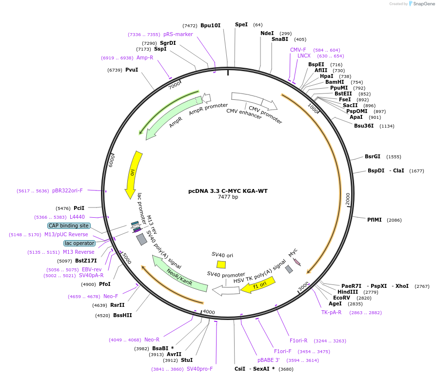 227843-plasmid-map-sequence-id-477889