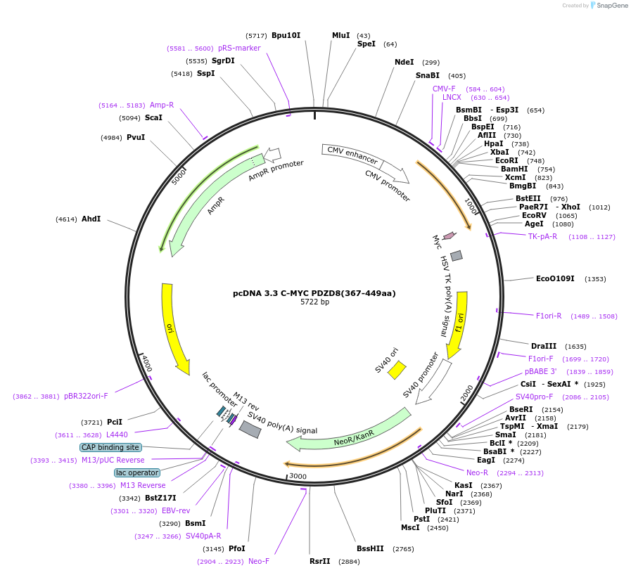 227865-plasmid-map-sequence-id-477891