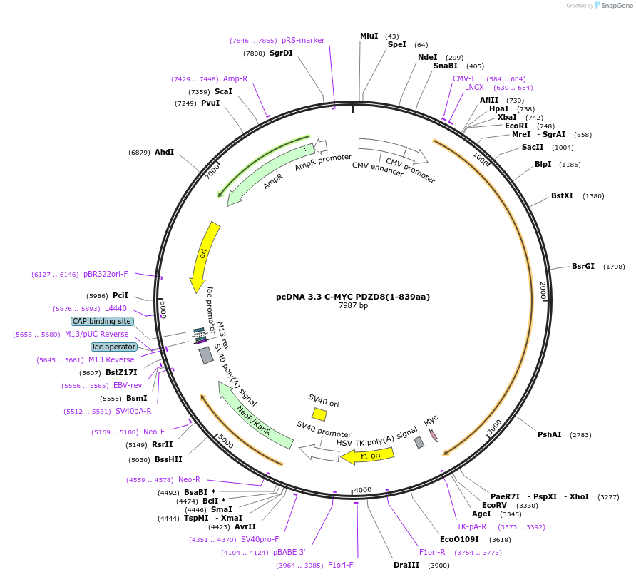 227860-plasmid-map-sequence-id-477895