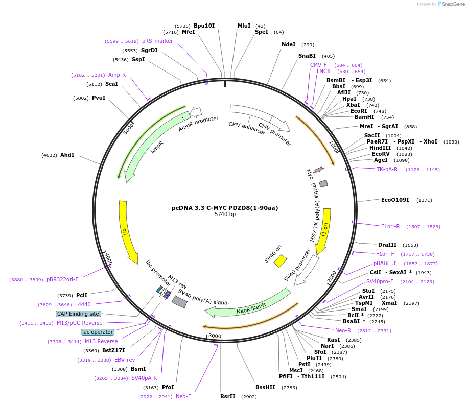 227863-plasmid-map-sequence-id-477896