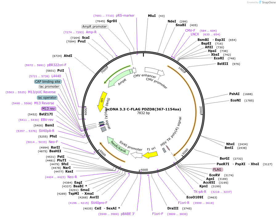 227856-plasmid-map-sequence-id-477898