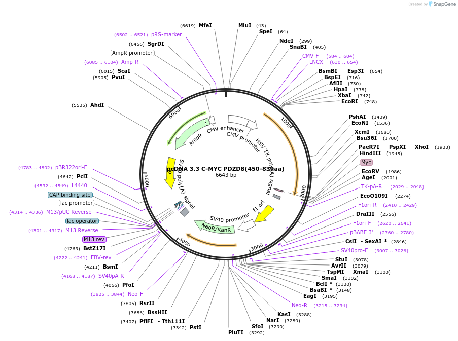 227864-plasmid-map-sequence-id-477899