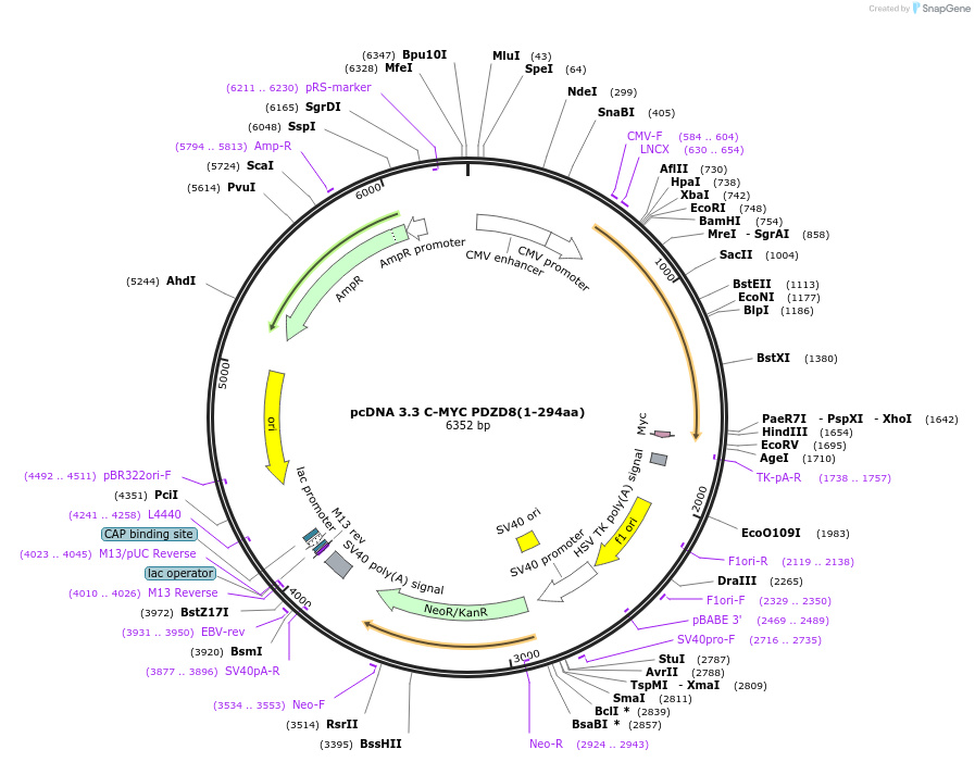 227862-plasmid-map-sequence-id-477900