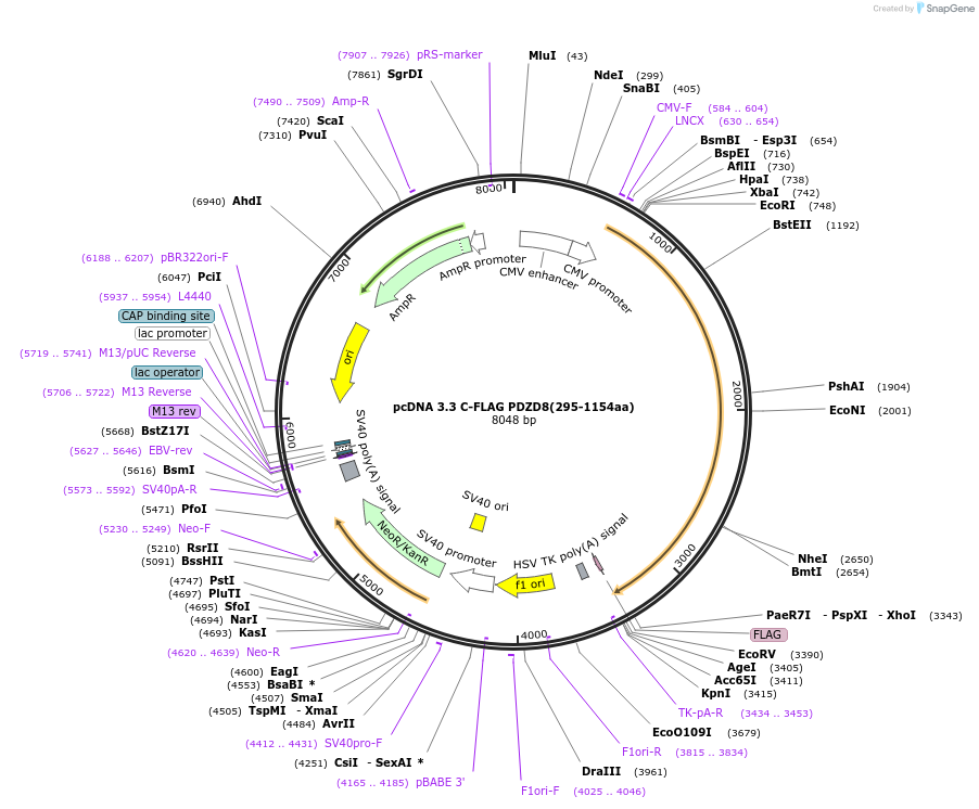 227857-plasmid-map-sequence-id-477902