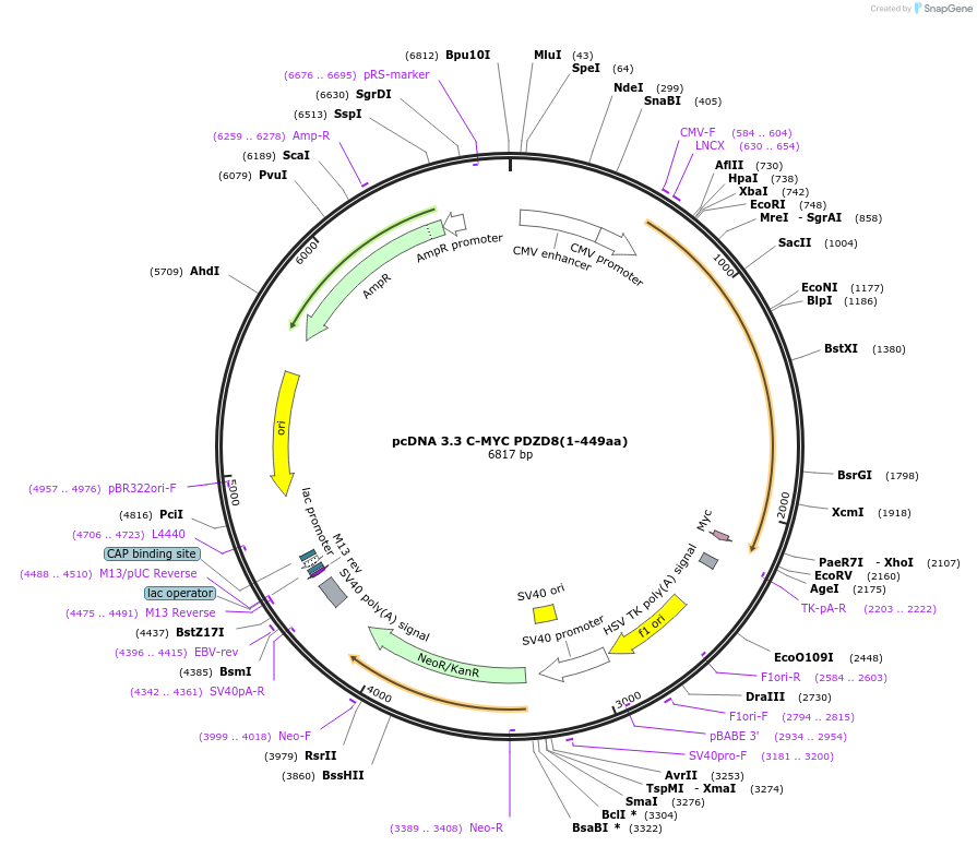 227861-plasmid-map-sequence-id-477904