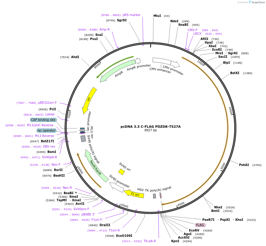 227839-plasmid-map-sequence-id-477905