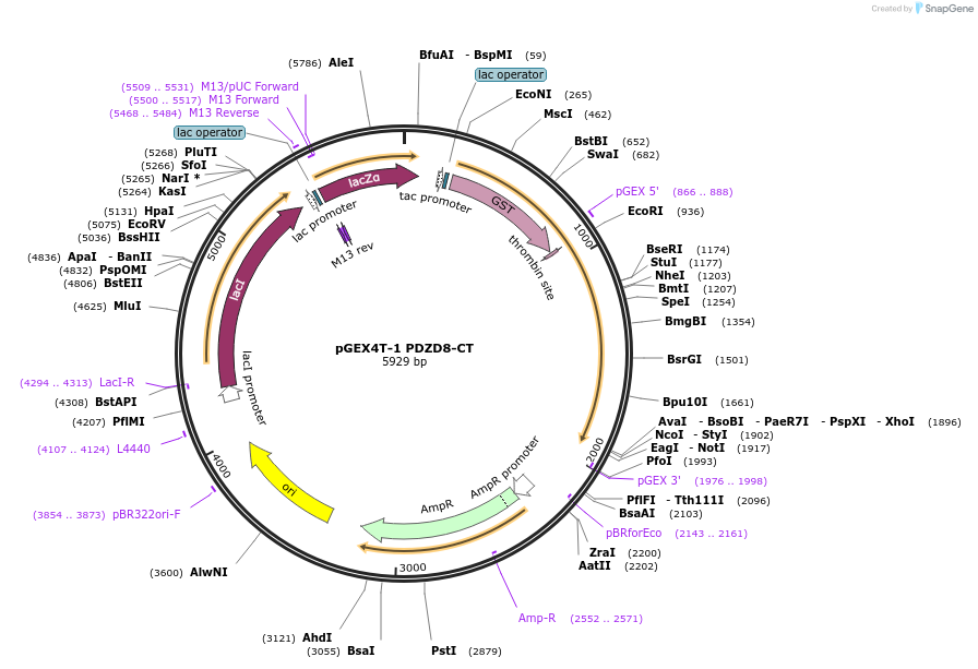 227854-plasmid-map-sequence-id-477911