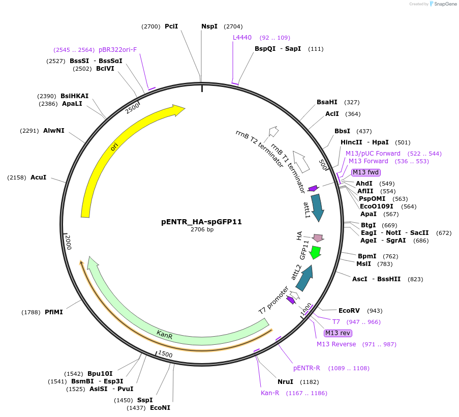 240224-plasmid-map-sequence-id-477926