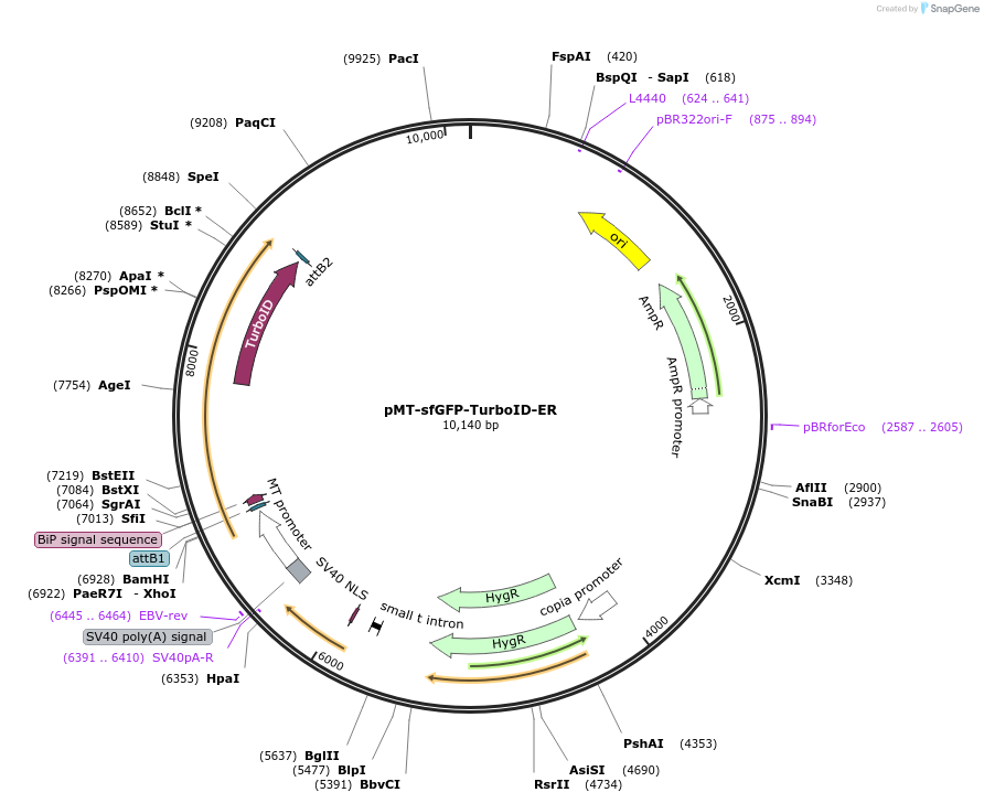 240230-plasmid-map-sequence-id-477927