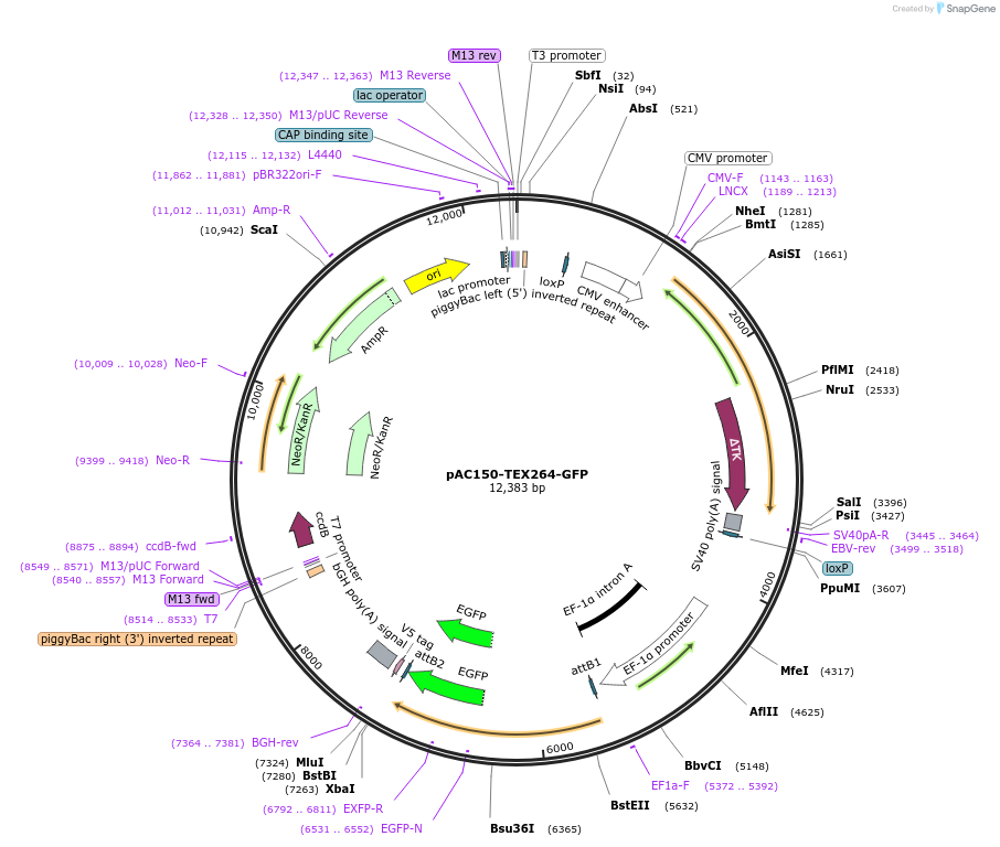 201931-plasmid-map-sequence-id-477930