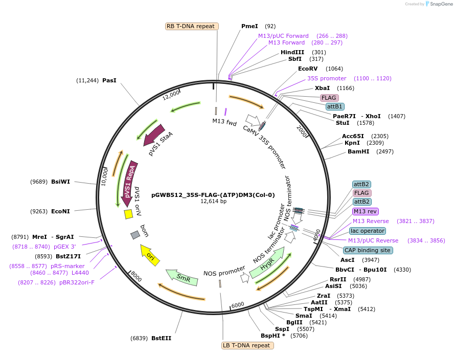 229729-plasmid-map-sequence-id-477941