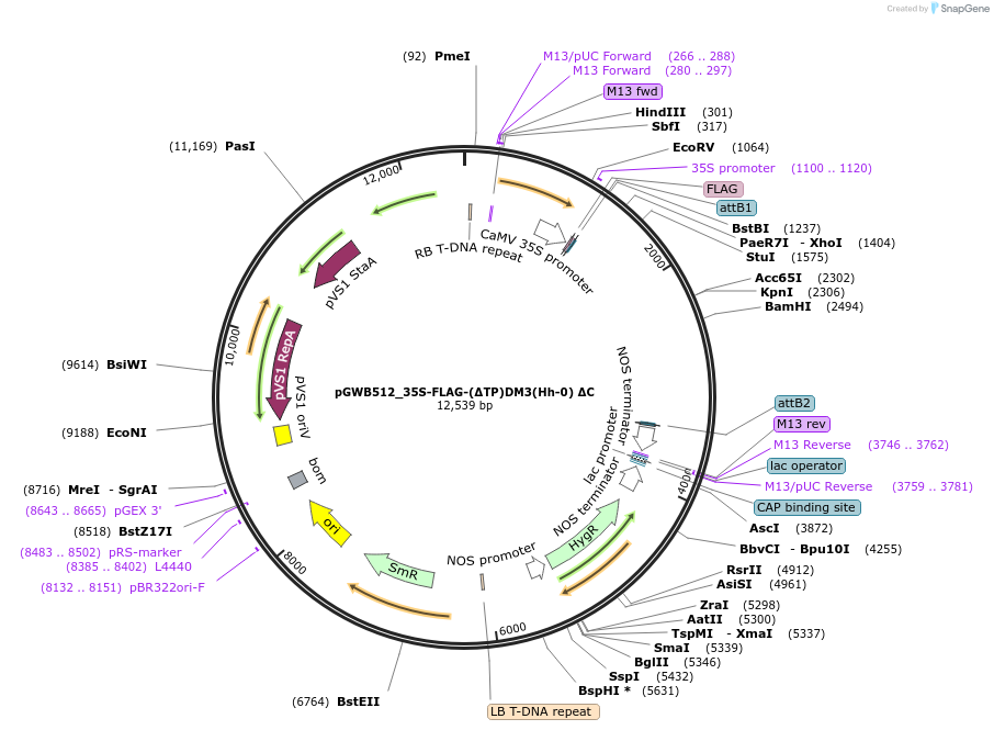 229730-plasmid-map-sequence-id-477944