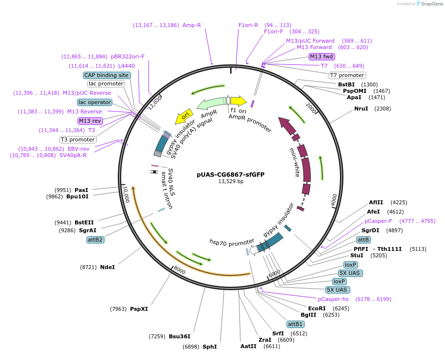 240237-plasmid-map-sequence-id-477946
