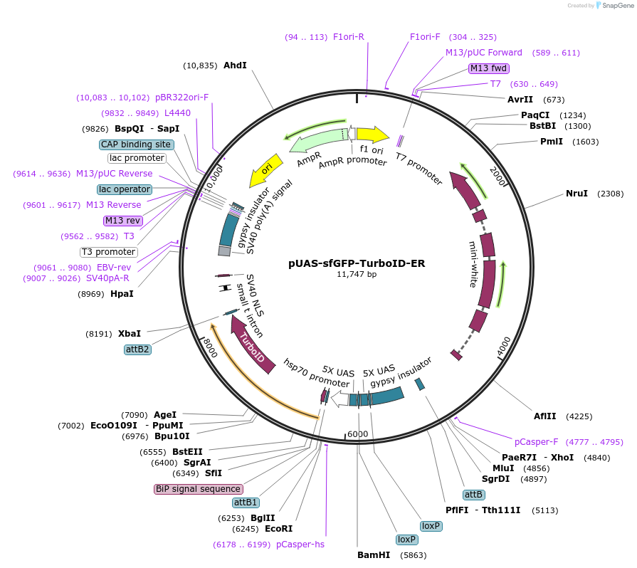 240232-plasmid-map-sequence-id-477949