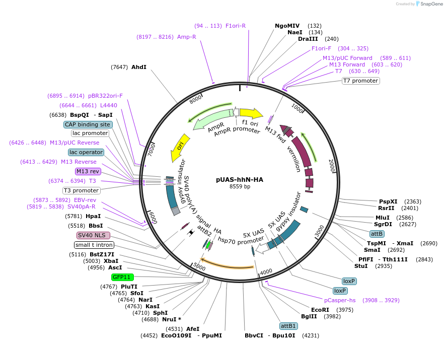240236-plasmid-map-sequence-id-477950
