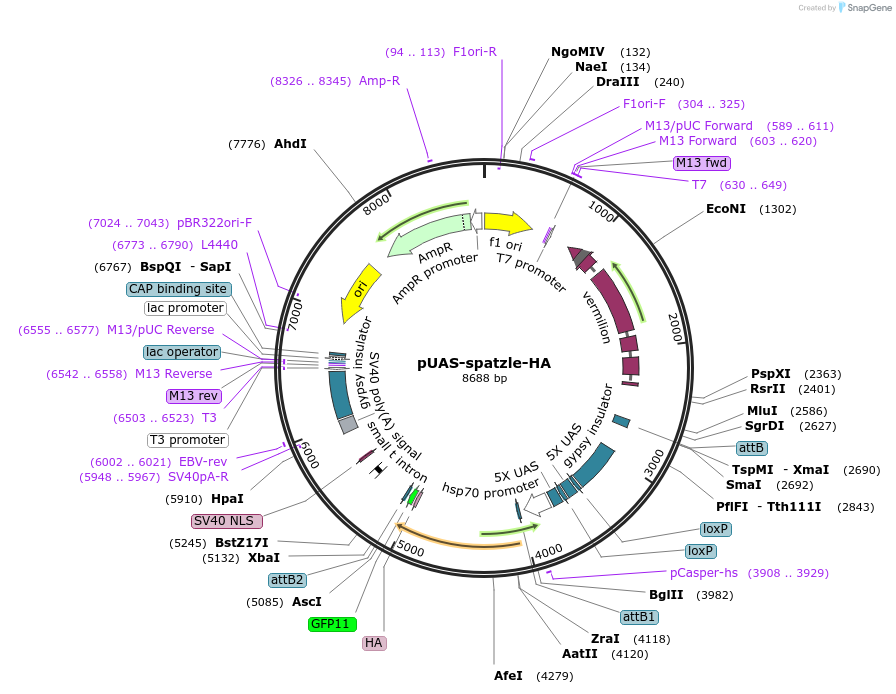 240235-plasmid-map-sequence-id-477951