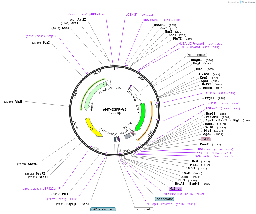 240240-plasmid-map-sequence-id-477953