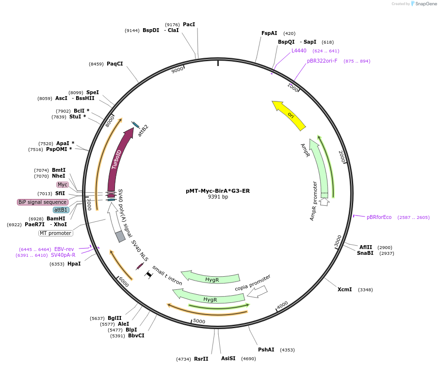240234-plasmid-map-sequence-id-477955