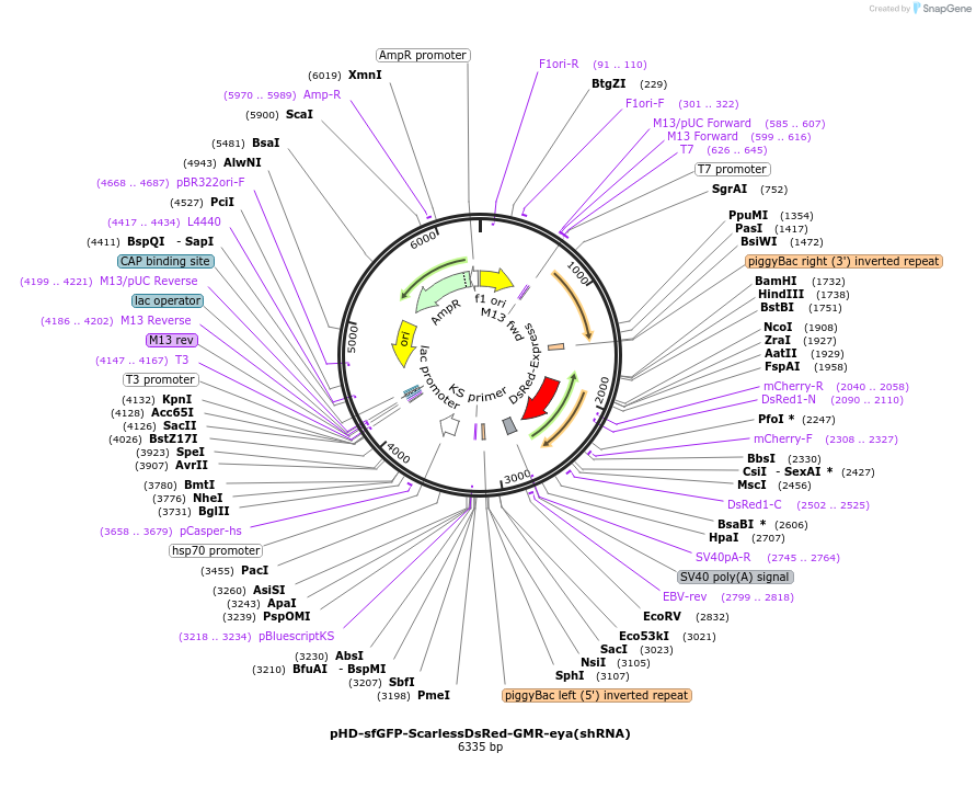 240228-plasmid-map-sequence-id-477957