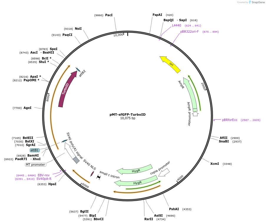240231-plasmid-map-sequence-id-477958