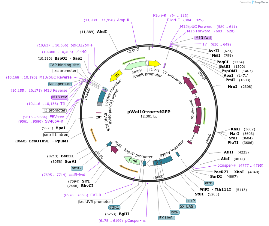 240239-plasmid-map-sequence-id-477959
