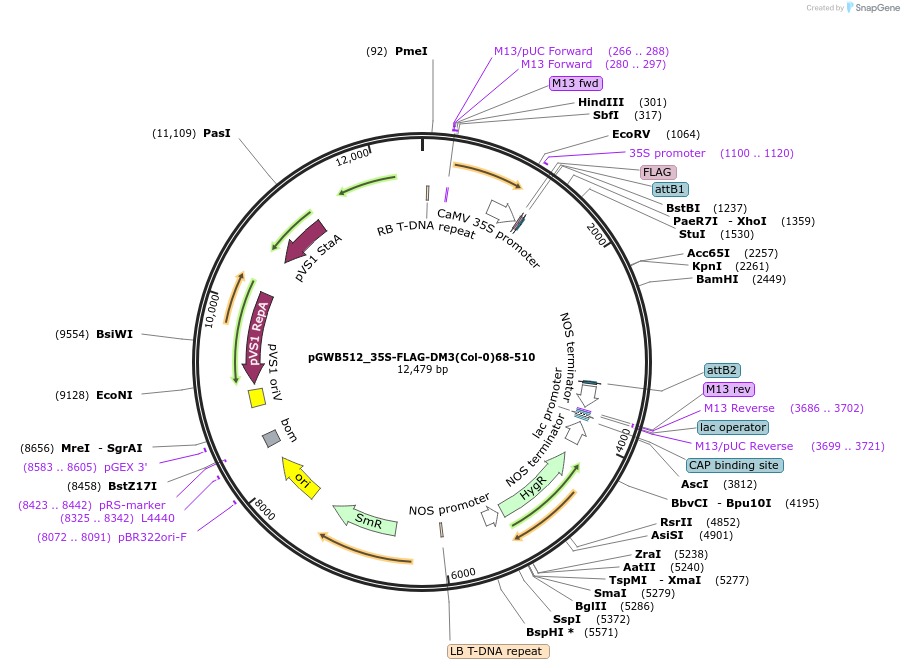 229733-plasmid-map-sequence-id-477960