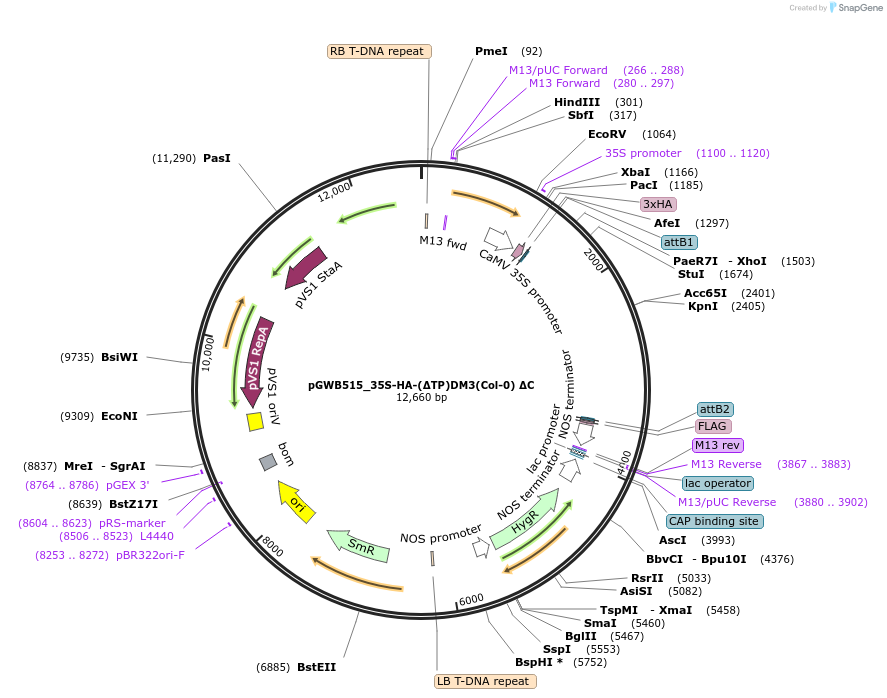 229717-plasmid-map-sequence-id-477961