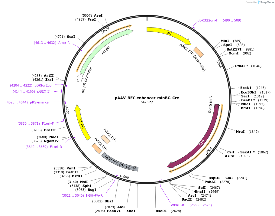 236724-plasmid-map-sequence-id-477968