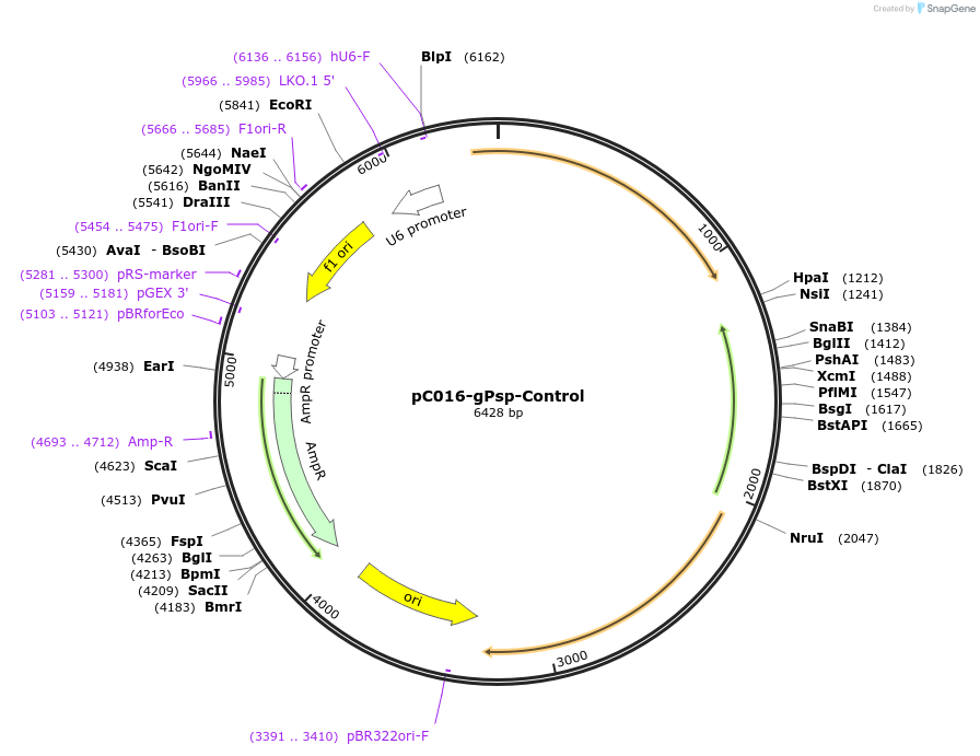 233611-plasmid-map-sequence-id-477973