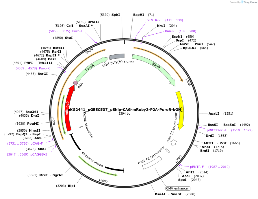 239733-plasmid-map-sequence-id-478038