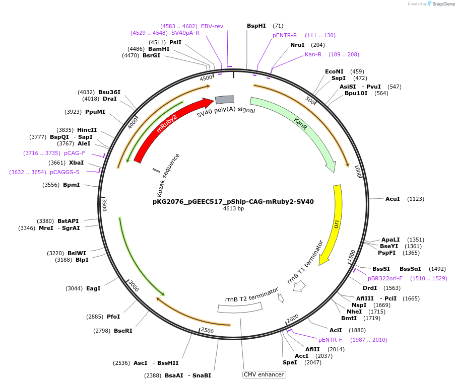 239720-plasmid-map-sequence-id-478042