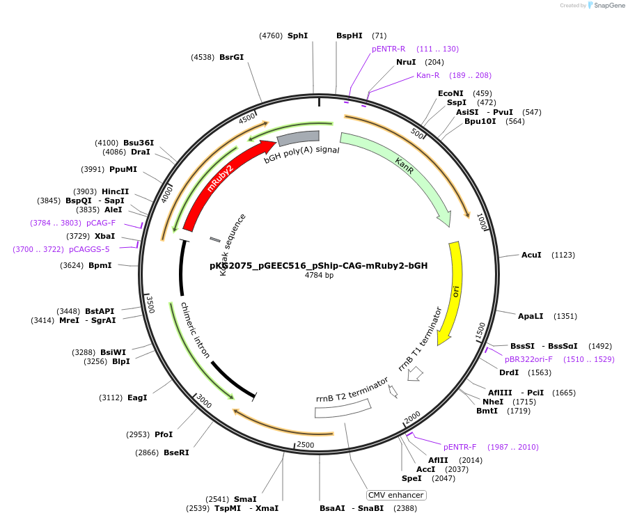 239719-plasmid-map-sequence-id-478043