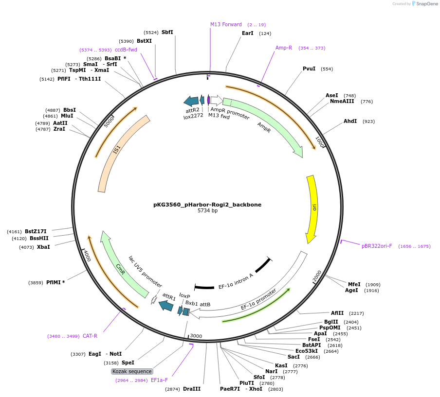 239706-plasmid-map-sequence-id-478111