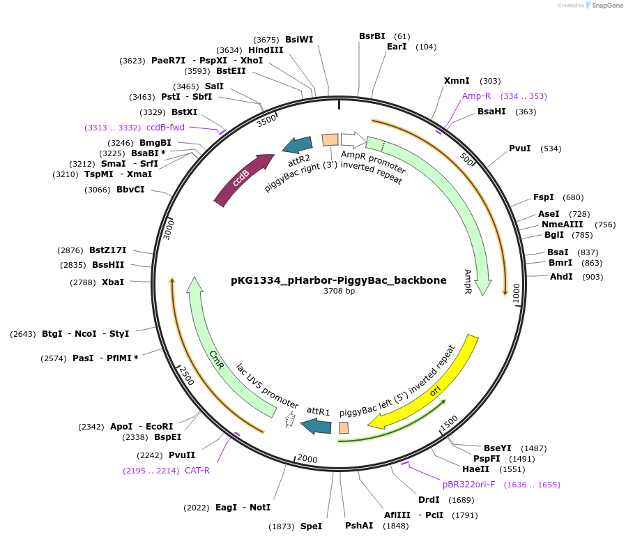 239705-plasmid-map-sequence-id-478112