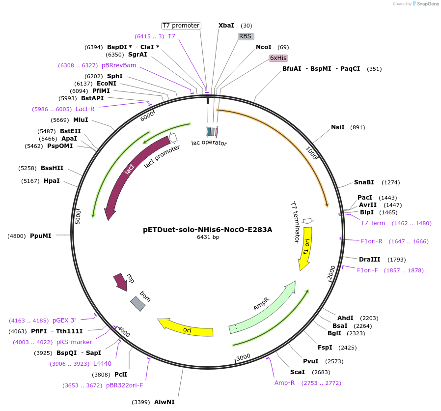 240408-plasmid-map-sequence-id-478118